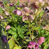 Helleborus orientalis 'Red Hybrids'